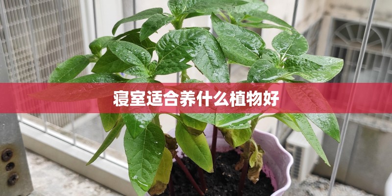 寝室适合养什么植物好