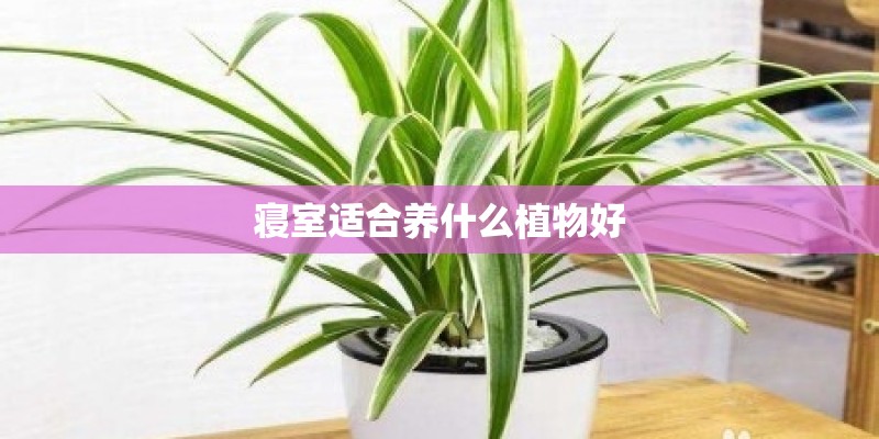寝室适合养什么植物好
