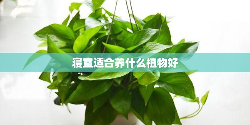 寝室适合养什么植物好