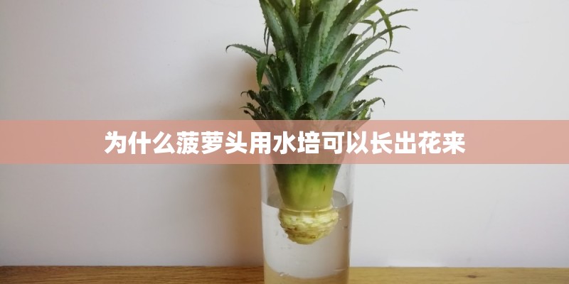 为什么菠萝头用水培可以长出花来