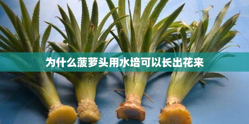 为什么菠萝头用水培可以长出花来