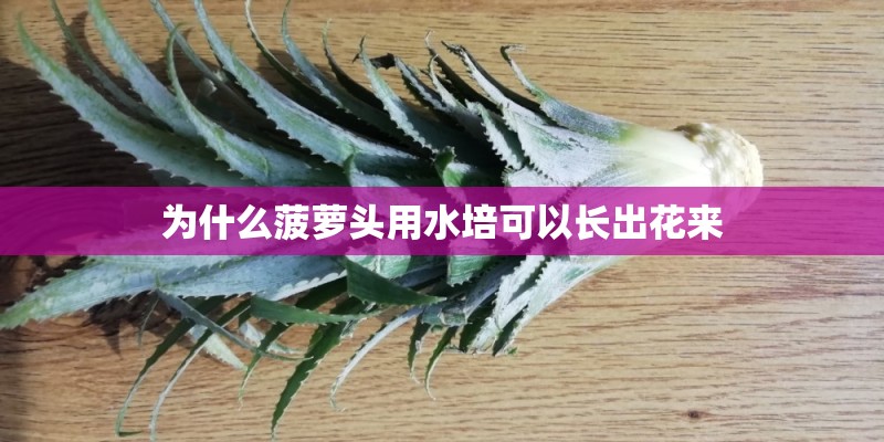 为什么菠萝头用水培可以长出花来