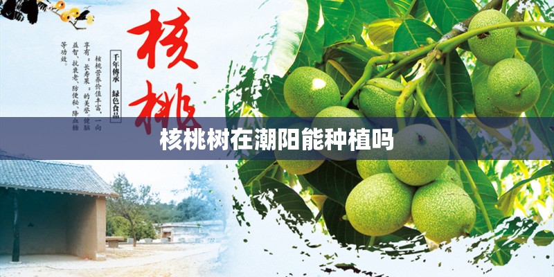 核桃树在潮阳能种植吗