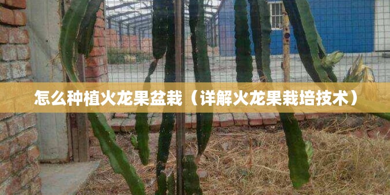 怎么种植火龙果盆栽（详解火龙果栽培技术）