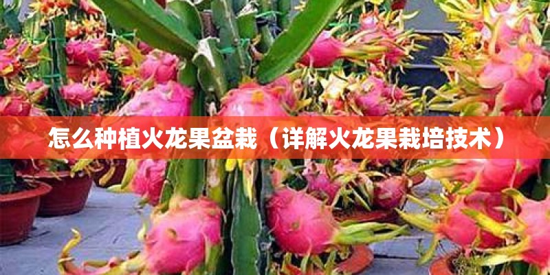 怎么种植火龙果盆栽（详解火龙果栽培技术）