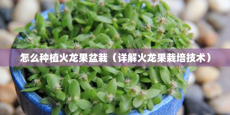 怎么种植火龙果盆栽（详解火龙果栽培技术）