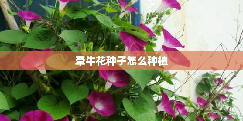 牵牛花种子怎么种植