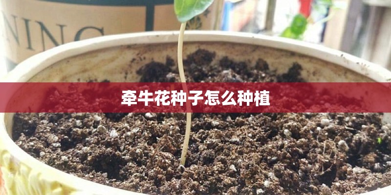 牵牛花种子怎么种植