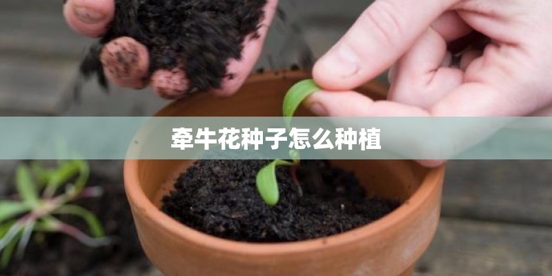 牵牛花种子怎么种植
