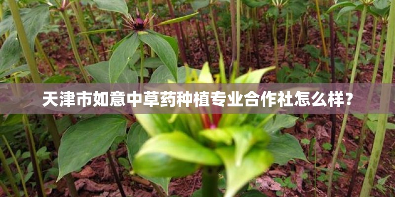 天津市如意中草药种植专业合作社怎么样？