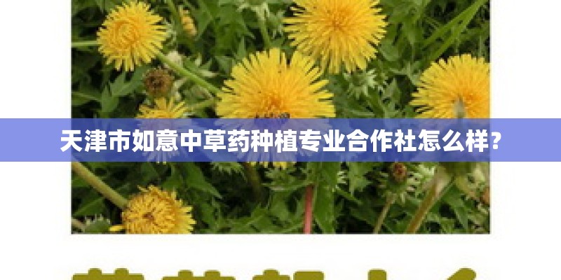 天津市如意中草药种植专业合作社怎么样？
