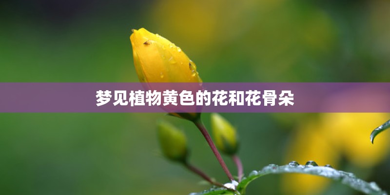 梦见植物黄色的花和花骨朵