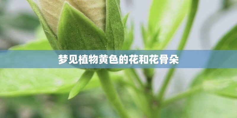 梦见植物黄色的花和花骨朵
