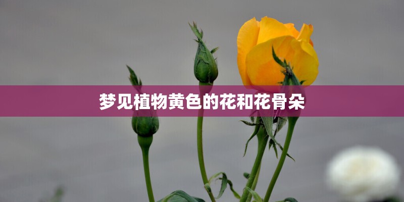 梦见植物黄色的花和花骨朵