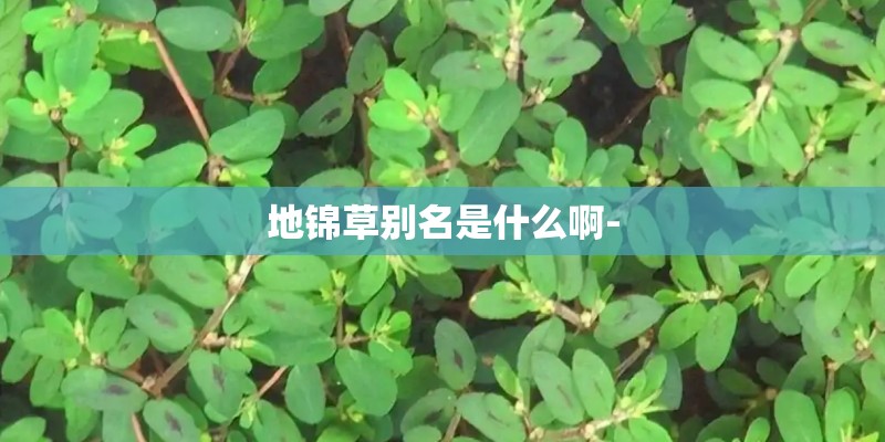 地锦草别名是什么啊-