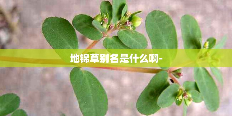 地锦草别名是什么啊-