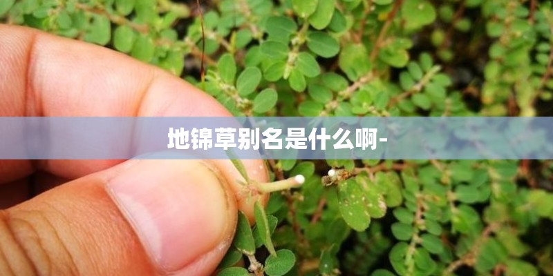 地锦草别名是什么啊-