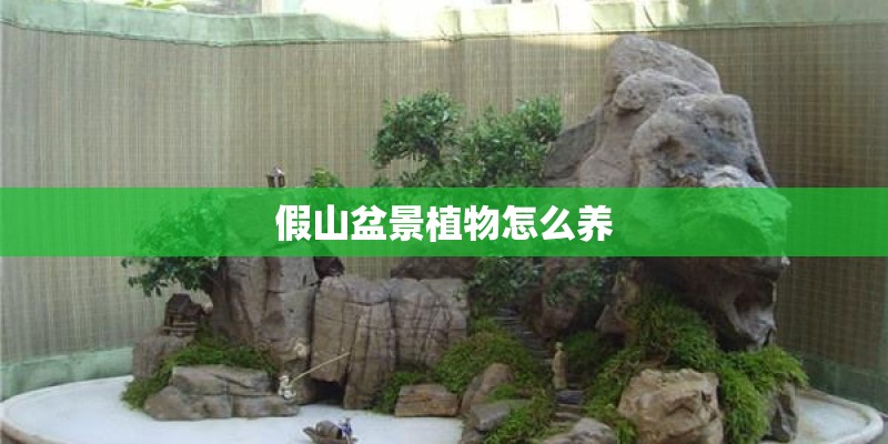 假山盆景植物怎么养