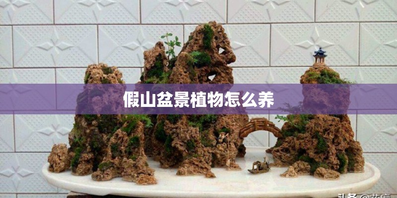 假山盆景植物怎么养
