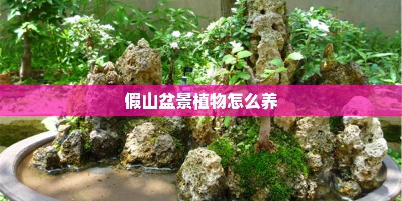 假山盆景植物怎么养