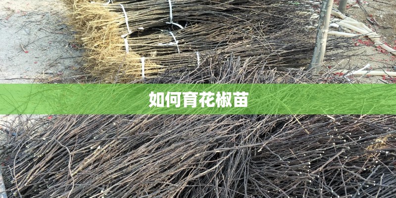 如何育花椒苗