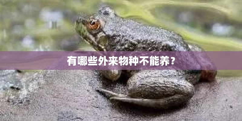 有哪些外来物种不能养？