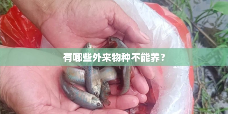 有哪些外来物种不能养？