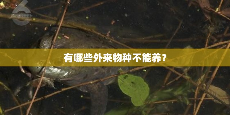 有哪些外来物种不能养？