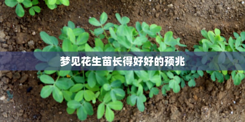 梦见花生苗长得好好的预兆