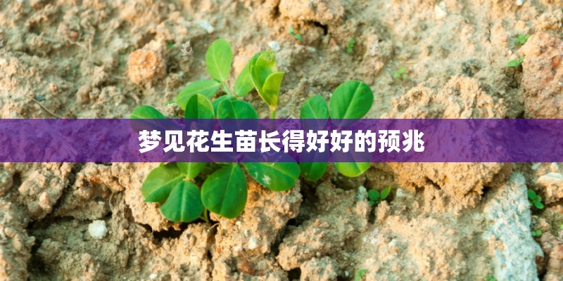 梦见花生苗长得好好的预兆