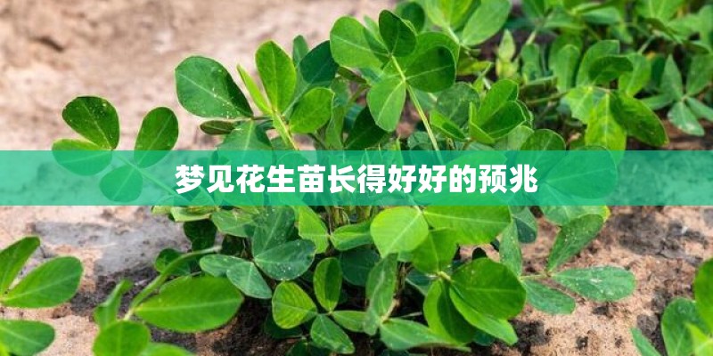 梦见花生苗长得好好的预兆