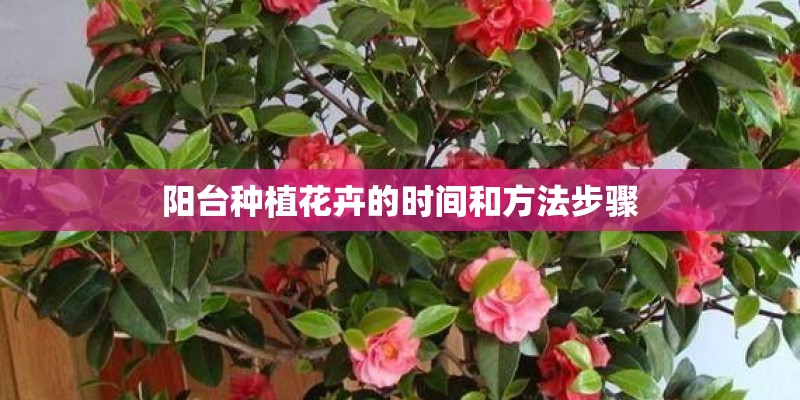 阳台种植花卉的时间和方法步骤