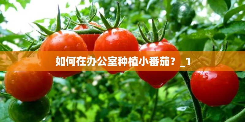 如何在办公室种植小番茄?_1 如何在办公室种植小番茄?_1
