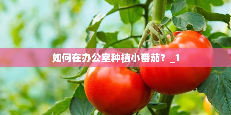如何在办公室种植小番茄?_1 如何在办公室种植小番茄?_1