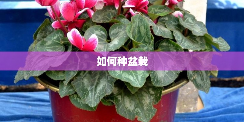 如何种盆栽