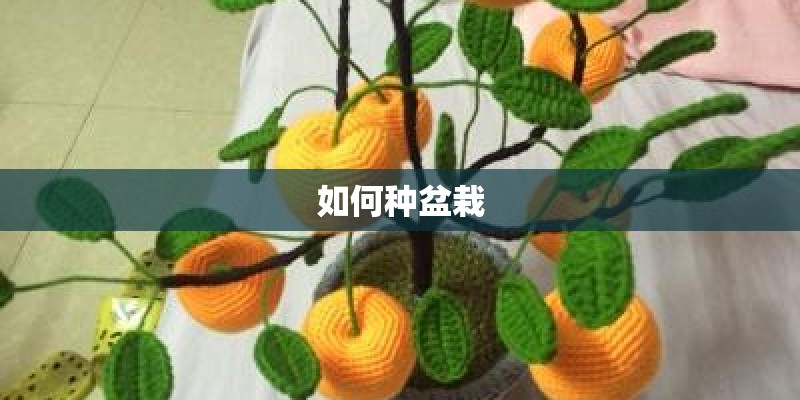 如何种盆栽
