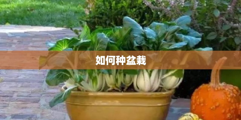 如何种盆栽