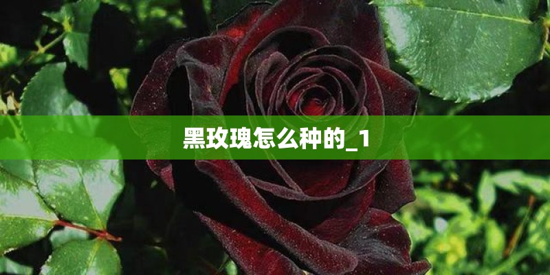 黑玫瑰怎么种的_1