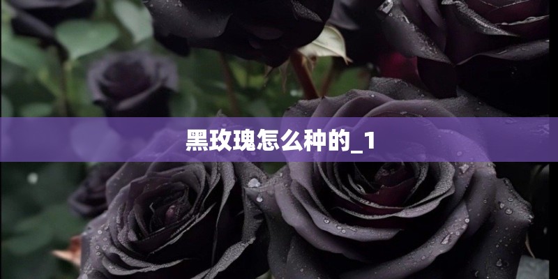 黑玫瑰怎么种的_1