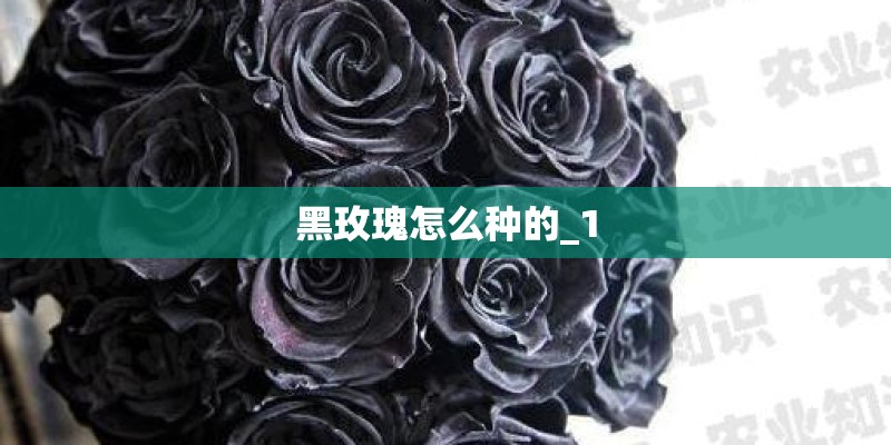 黑玫瑰怎么种的_1