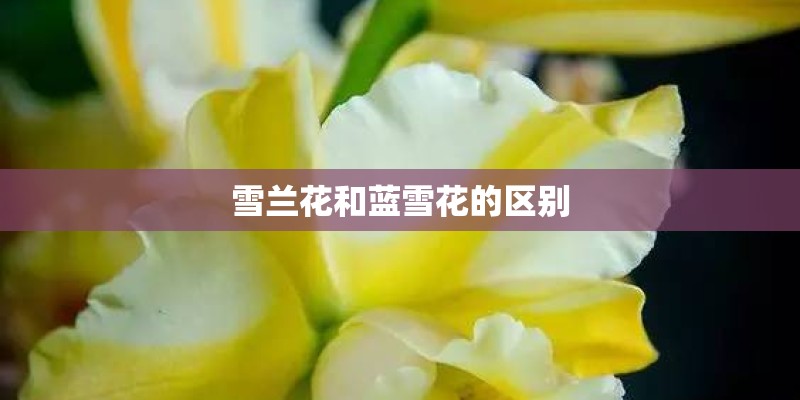 雪兰花和蓝雪花的区别