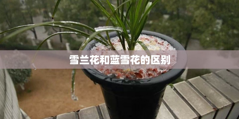 雪兰花和蓝雪花的区别
