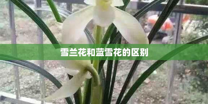 雪兰花和蓝雪花的区别