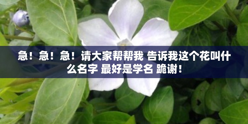 急！急！急！请大家帮帮我 告诉我这个花叫什么名字 最好是学名 跪谢！
