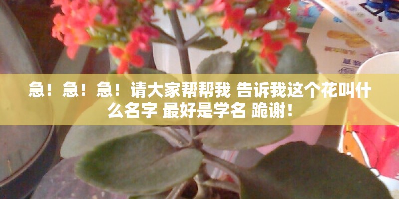 急！急！急！请大家帮帮我 告诉我这个花叫什么名字 最好是学名 跪谢！