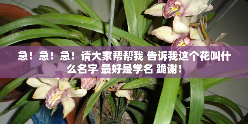 急！急！急！请大家帮帮我 告诉我这个花叫什么名字 最好是学名 跪谢！