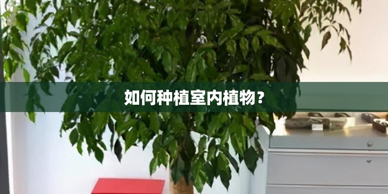 如何种植室内植物？