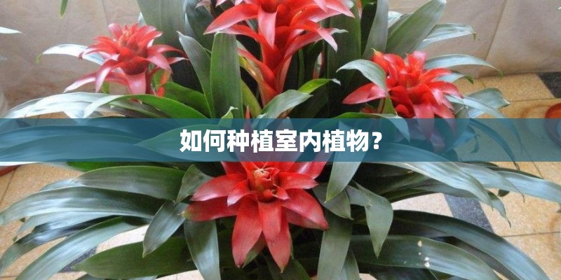 如何种植室内植物？