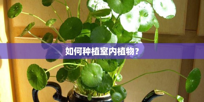 如何种植室内植物？