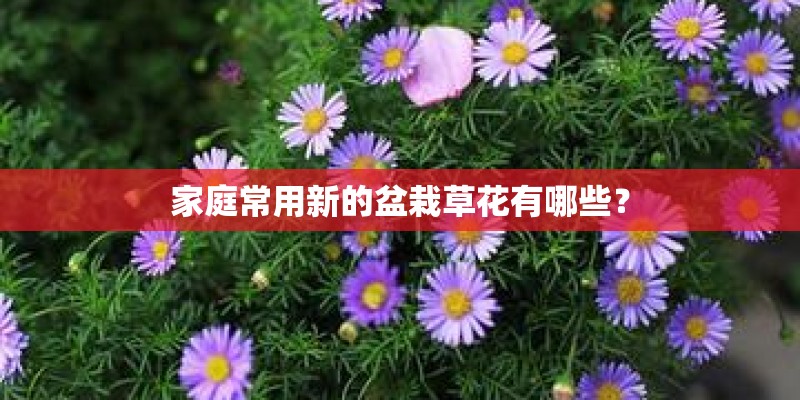 家庭常用新的盆栽草花有哪些？